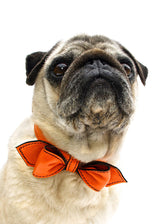 MARTINI LEATHER BOW TIE COLLAR TANGERINE