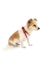 BOW TIE HARNESS IN RENEGADE RED