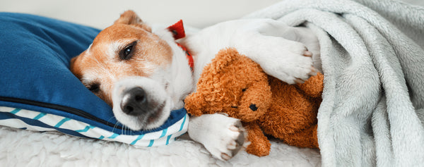Little Bundles of Joy: Exploring the Fascination of Small Dogs with Smaller Plush Toys